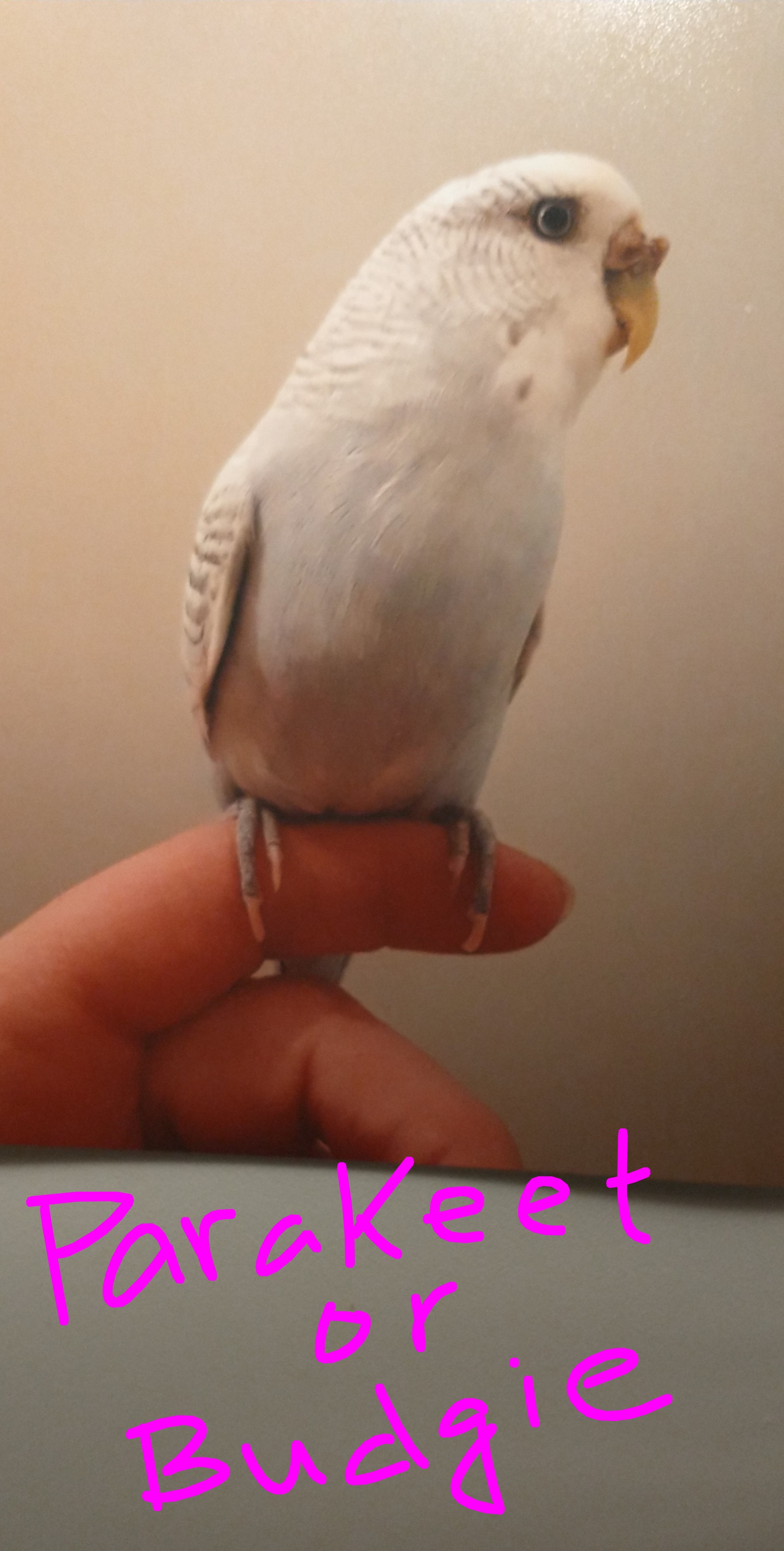 Photo inspiration: Homemade Budgie Snacks Reference: 113 My Homemade Parakeet Budgie Seed Recipe