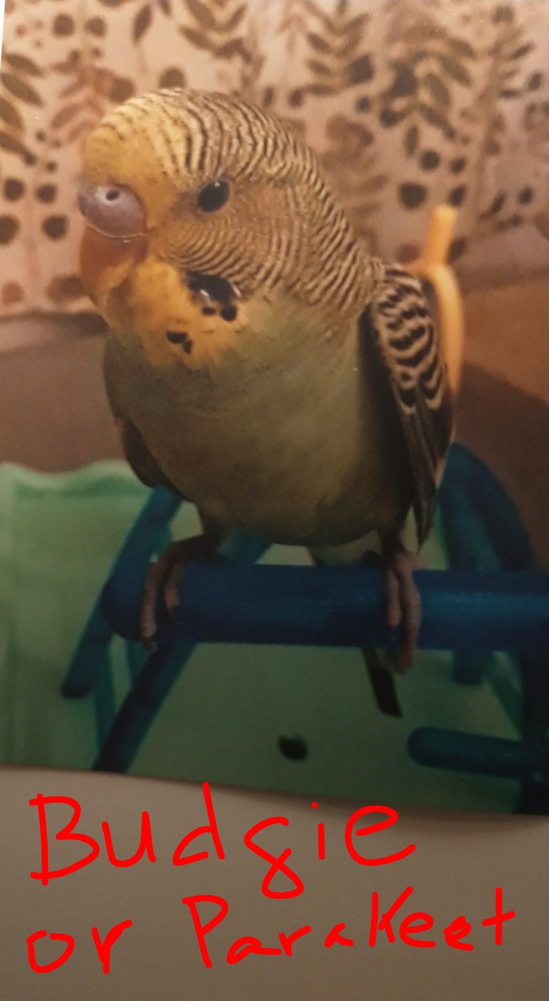 Curated visual reference: 113 My Homemade Parakeet Budgie Seed Recipe Photo Inspiration