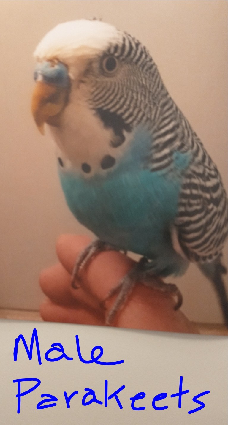 Visual Reference: 113 My Homemade Parakeet Budgie Seed Recipe