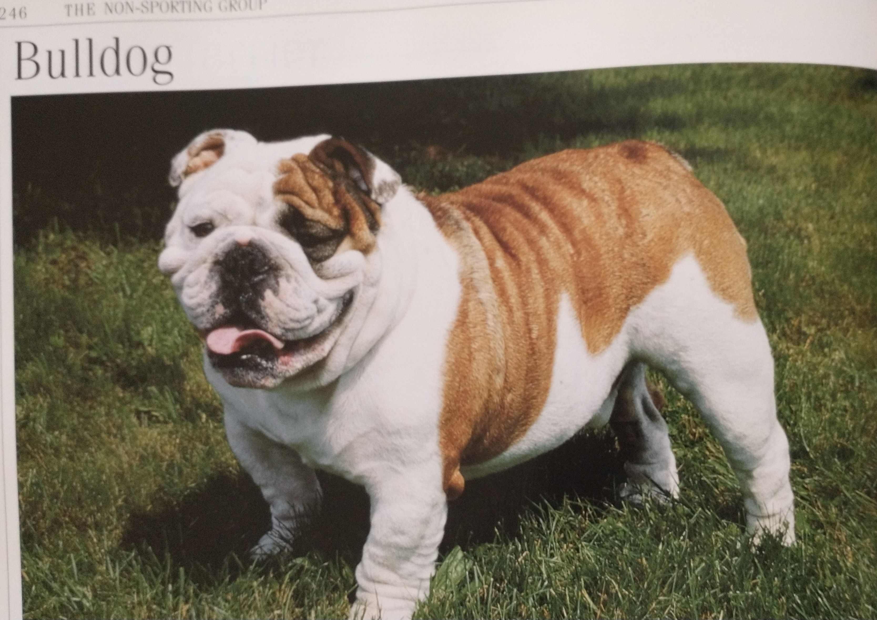 #126. What is the Best Dog Breed for My Family & I? - Echoing Great Pet ...